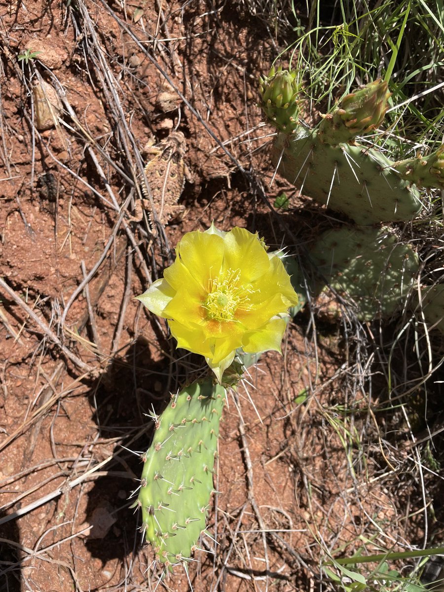 Don't let this gorgeous blooming prickly pear distract you. Peep that Texas horned lizard flawlessly blending into the ground behind the flowers. 

Photo: Mark Mapel/USFWS