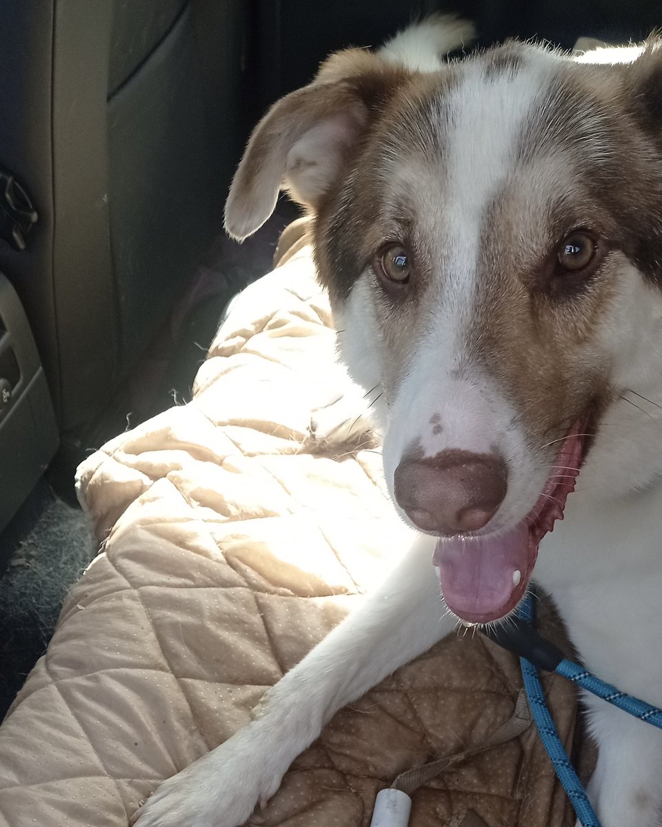 TFASDog's tweet photo. Huge thanks to our teammate Katya for taking Lordy to get his teeth cleaned! 🙂🦷

He was such a brave boy and handled everything like a champ. Now his smile is as shiny as his personality! ❤️

GoFundMe: https://t.co/JbbuCfb0Tm https://t.co/bHpFdcSfqX