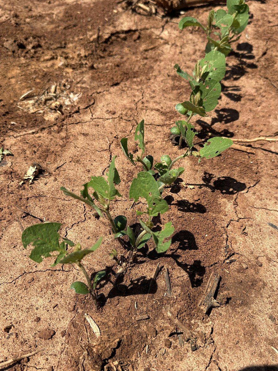ScottGraham72's tweet photo. Pretty easy to pick out which of our soybean plots had an insecticide seed treatment and which ones didn’t in our trial at the TN Valley REC. Bean leaf beetles causing defoliation. #ALcrops https://t.co/ZoCqQNJHfp