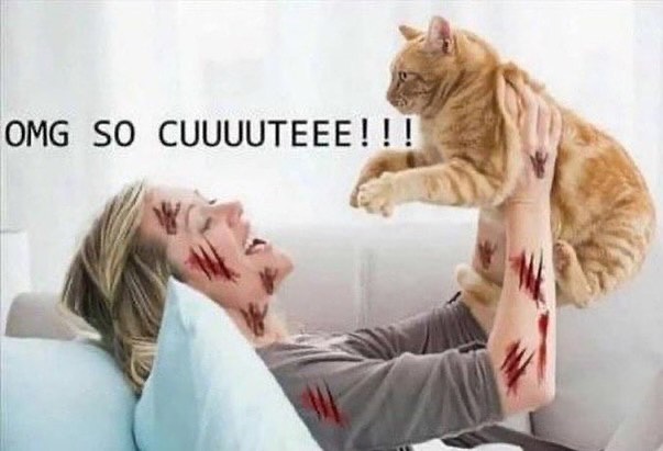 Punch Cat (@punchingcat) on Twitter photo 