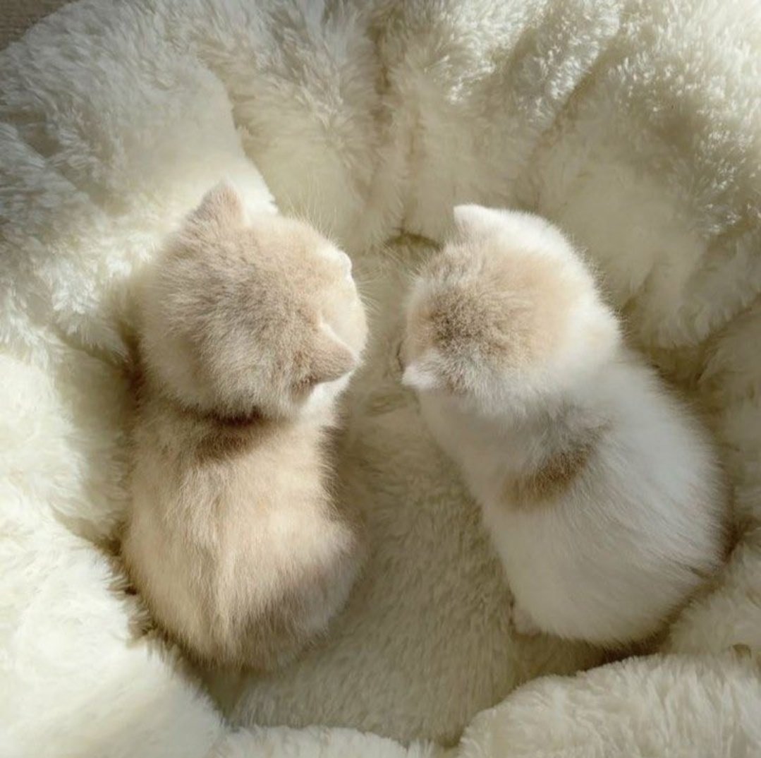 Cute Cats 🐱 tweet media
