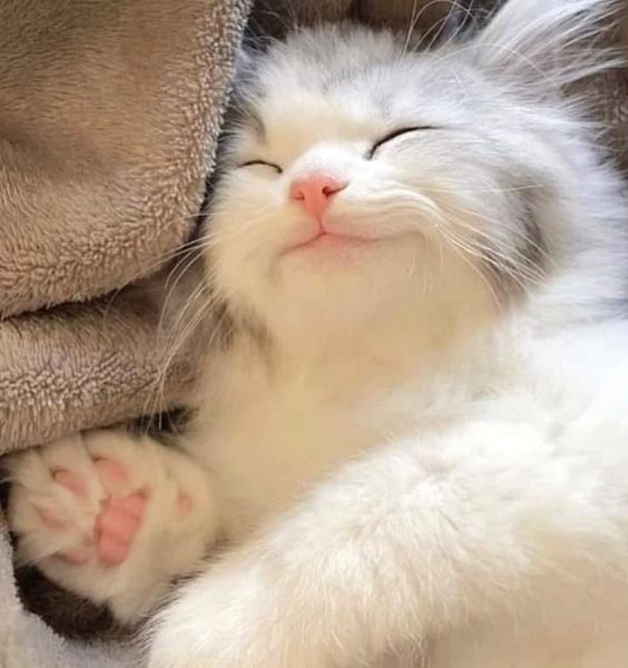 Cute Cats 🐱 (@cutecats_____) on Twitter photo 