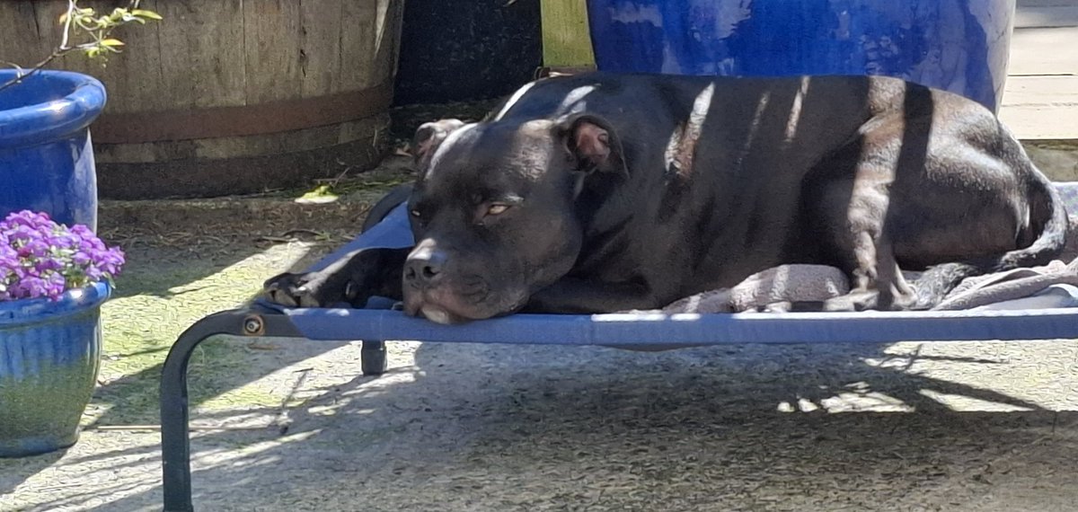 Richard Owen🏴 (@richard_m_owen) on Twitter photo #sleepy #sunshine #summer #staffie #pup ✌🏽🥰🌞🐕💤 #Staffordshirebullterrier
<a href="/IStaffies/">We Love Staffies</a> <a href="/Rosie5278/">🇺🇦 🌻 Sweet Staffy Valla ❤️🐶❤️</a>
<a href="/JulesAllenxx/">Baby Frank & his teddy, Edward 🧸🏴</a> <a href="/Staffie_Lovers/">🐶🐾#DontBullyMyBreed🐾🐶</a> #sleepy #sunshine #summer #staffie #pup ✌🏽🥰🌞🐕💤 #Staffordshirebullterrier
<a href="/IStaffies/">We Love Staffies</a> <a href="/Rosie5278/">🇺🇦 🌻 Sweet Staffy Valla ❤️🐶❤️</a>
<a href="/JulesAllenxx/">Baby Frank & his teddy, Edward 🧸🏴</a> <a href="/Staffie_Lovers/">🐶🐾#DontBullyMyBreed🐾🐶</a>
