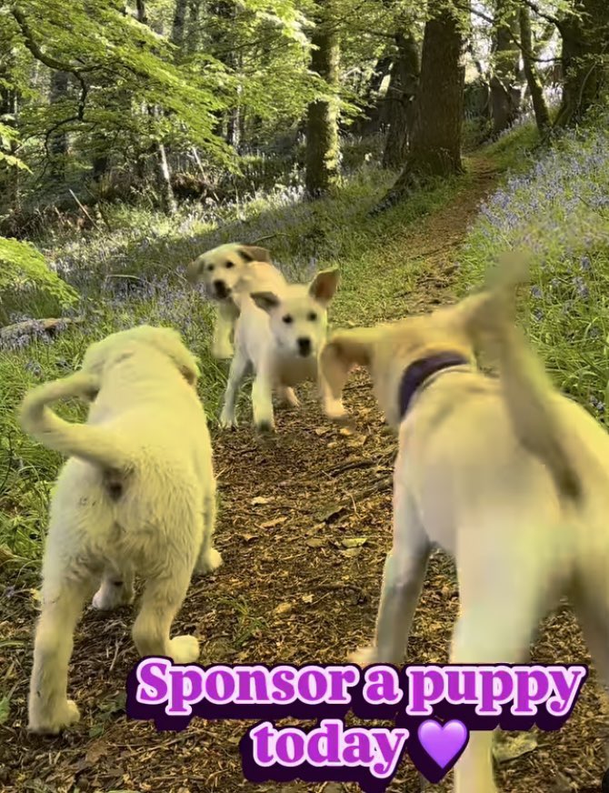 We need YOUR support turn these puppies into talented assistance dogs! Please support our work and DONATE TODAY 💜 dogsfordisabled.ie