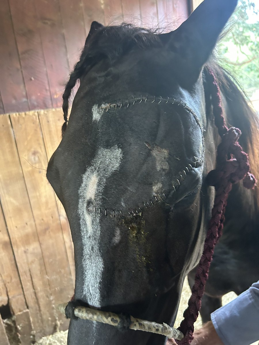 Well Birdie decided to be an idiot and banged her head in her stall last week! Let’s just say she might not be able to pose for a horse magazine but fortunately after reconstructive surgery she’s going to be ok!