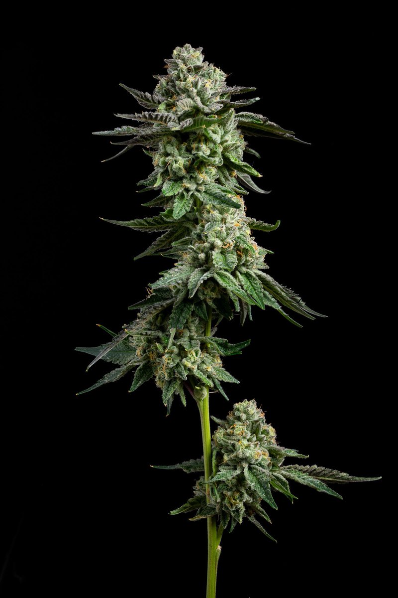 Project Packs tweet media