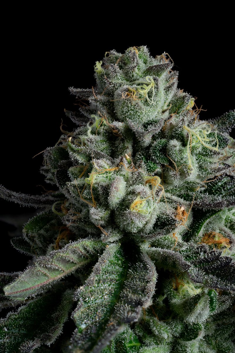 Project Packs tweet media