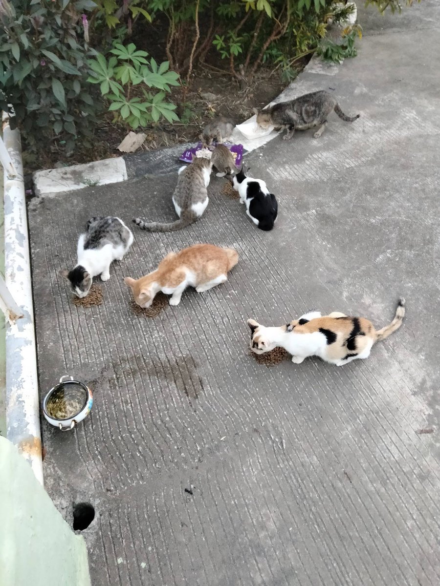 FazzleMawla's tweet image. If you are still willing to help me help them, it would be greatly appreciated. Any small amount of donation would help me buy their food and get them fed.
paypal.me/violletas
Thank you ❤