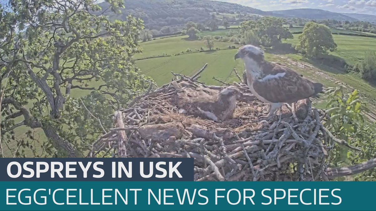 Two ospreys have been spotted in the Usk valley and are awaiting an exciting new arrival
itv.com/watch/news/two…