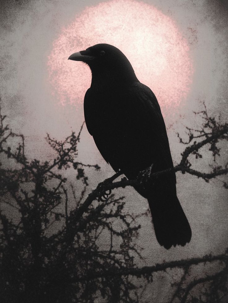 Black. (@blackdreamvibes) on Twitter photo 