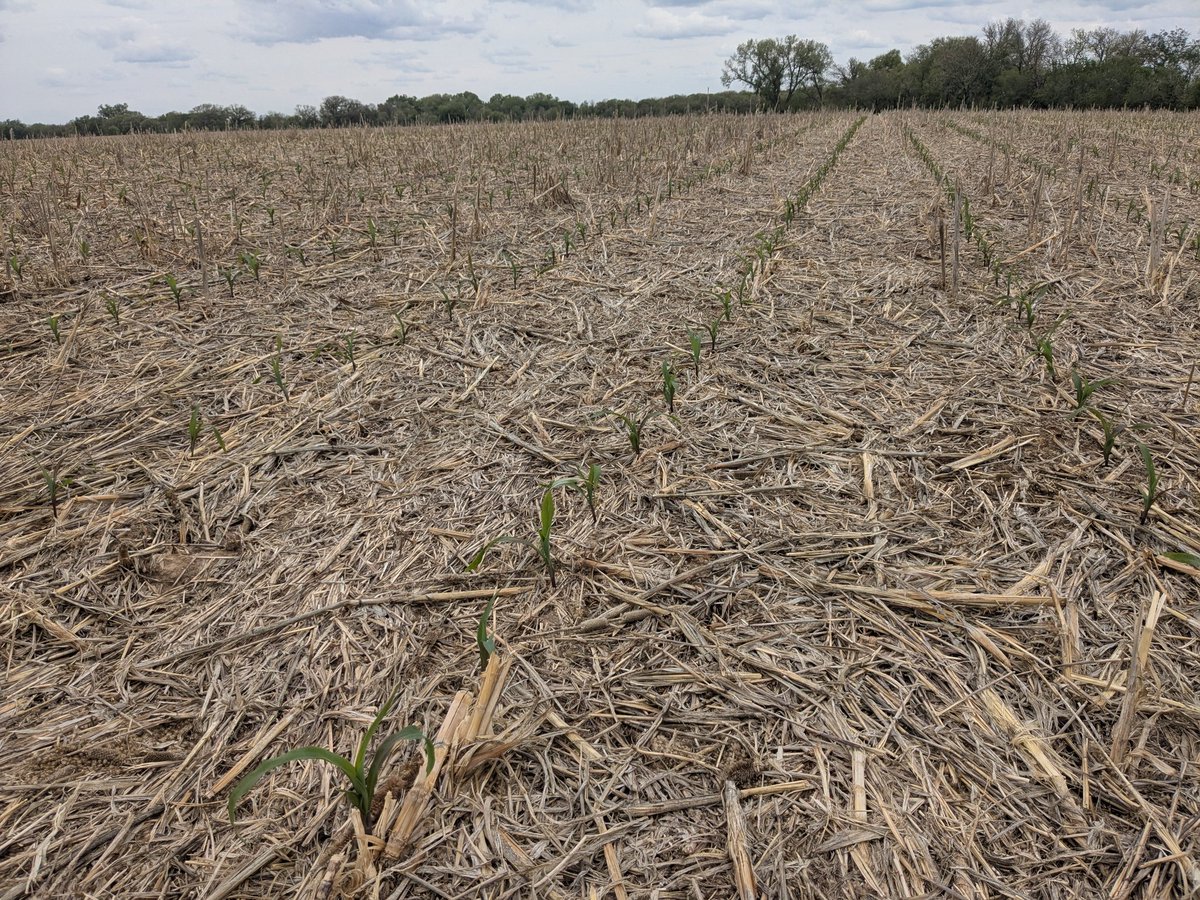 npete16's tweet image. Ran some fall pairs here last winter to help pay for my bad farming habit
