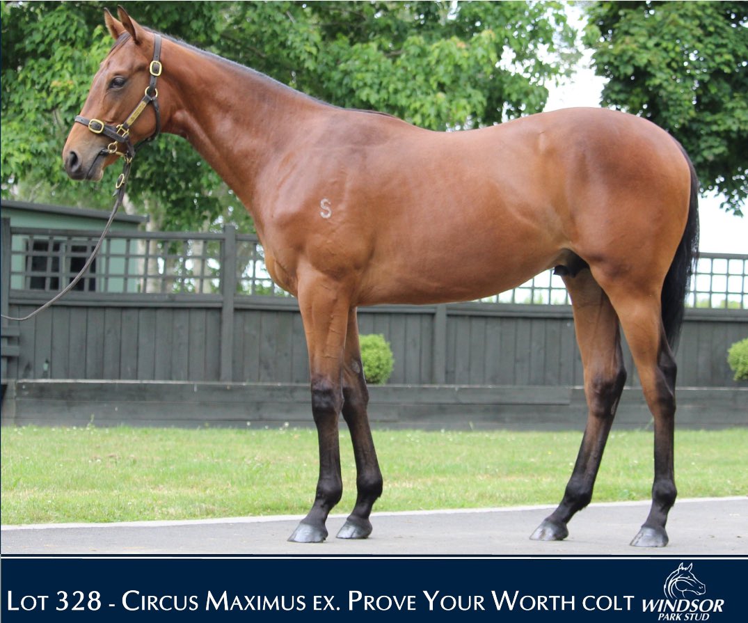 Windsor Park Stud (@windsorparkstud) on Twitter photo The impressive ENGINE OF WAR (Circus Maximus ex Prove Your Worth) will do his future racing in Melbourne after being privately purchased by <a href="/MyRacehorseAU/">MyRacehorseAU</a> and Andrew William’s and will be trained by <a href="/MickPriceRacing/">Price Kent Racing</a> . He was a standout debut runner at Waverley when powering home The impressive ENGINE OF WAR (Circus Maximus ex Prove Your Worth) will do his future racing in Melbourne after being privately purchased by <a href="/MyRacehorseAU/">MyRacehorseAU</a> and Andrew William’s and will be trained by <a href="/MickPriceRacing/">Price Kent Racing</a> . He was a standout debut runner at Waverley when powering home