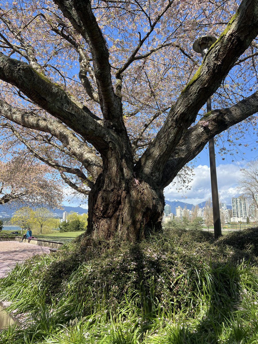 The Sakura in Vancouver were exceptional this year. 🌸 #thicktrunktuesday