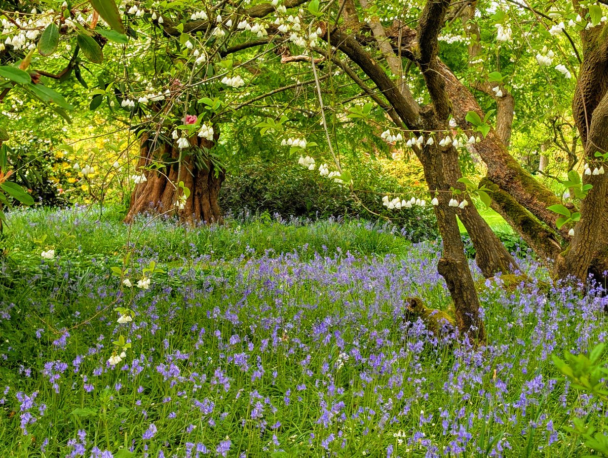 David ALDRED (@daldred007) on Twitter photo 007is out and about again!
This time <a href="/nationaltrust/">National Trust</a> Dudmaston Hall, Shropshire. A lovely walk through the gardens and The Dingle to see the bluebells.
Plenty of parking for a motorhome <a href="/candmclub/">Caravan and Motorhome Club</a>
<a href="/Media_CAMC/">C and M Club Media</a> #nationaltrust #Shropshire #bluebells #daysout #atouraroundtheuk 007is out and about again!
This time <a href="/nationaltrust/">National Trust</a> Dudmaston Hall, Shropshire. A lovely walk through the gardens and The Dingle to see the bluebells.
Plenty of parking for a motorhome <a href="/candmclub/">Caravan and Motorhome Club</a>
<a href="/Media_CAMC/">C and M Club Media</a> #nationaltrust #Shropshire #bluebells #daysout #atouraroundtheuk