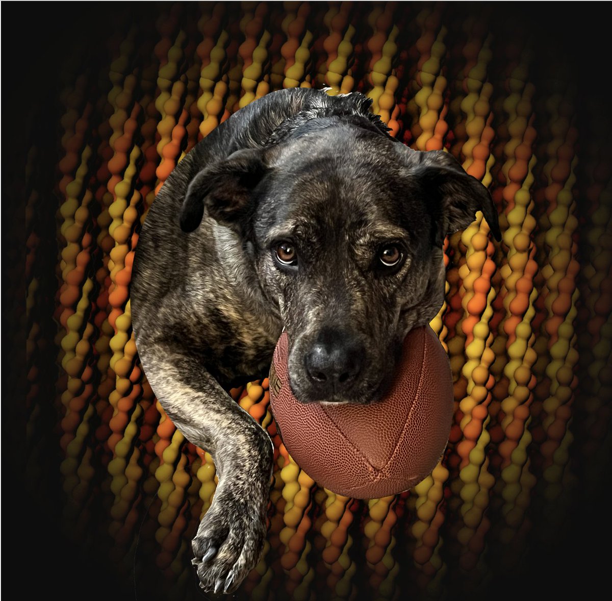 buildmodels's tweet photo. Scarlett helps Rachel Kramer Green manage all of the questions that come to the customer service desk. This dog knows how to find your PDB structures of interest!
#NationalPetMonth #PetsofRCSBPDB https://t.co/vT4lNaIUYt https://t.co/t3JwOfFy6G