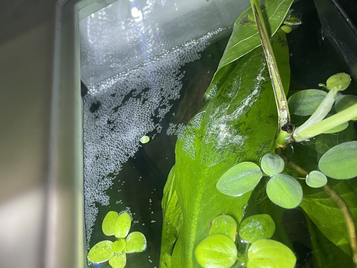 Michelle_stt's tweet photo. @PetsatHome just want to say, the staff at the St Andrews Quay store were brilliant. I’ve been cycling my tank with chemicals for 4 weeks and took my water in to be tested. I’m so glad because I couldn’t leave without this guy!  He’s already made a bubble nest ❤️ https://t.co/MicwdF5lfl