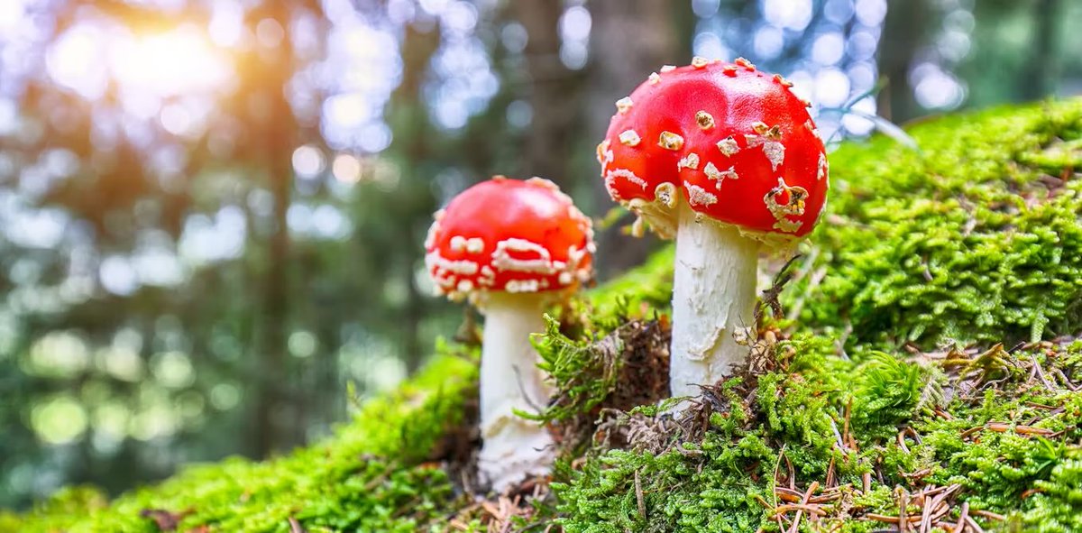 🍄 AMANITA MUSCARIA 
Now available from uHemp Ireland 🇮🇪 

🍄 Amanita muscaria mushrooms have significant pharmacological properties. #Amanita #muscaria has psychotropic effects.

uhemp.eu/product-catego…