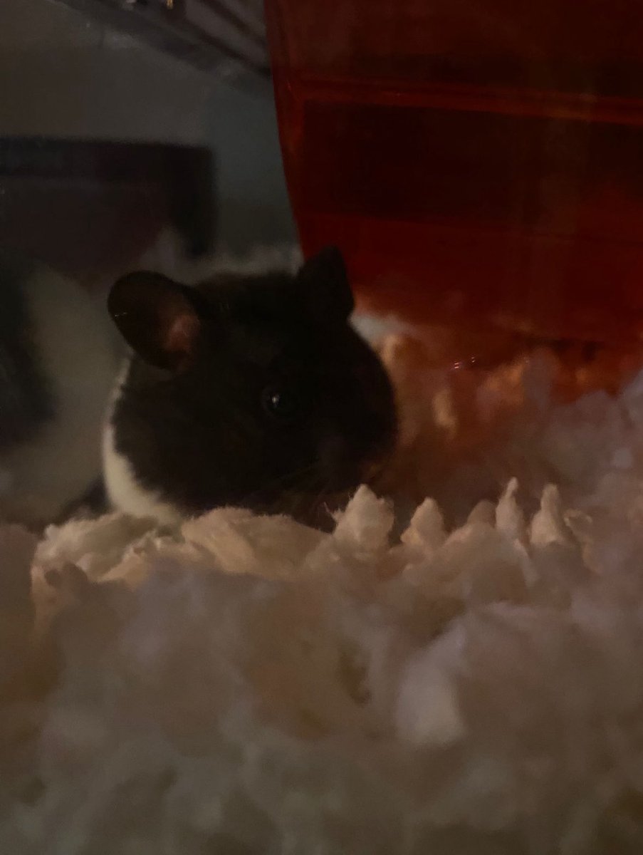 Michellewilli29's tweet photo. @charliersmith1 This is my little girl’s hamster, Waddles. Sending lots of positive thoughts to you x https://t.co/4jVWsKbMup