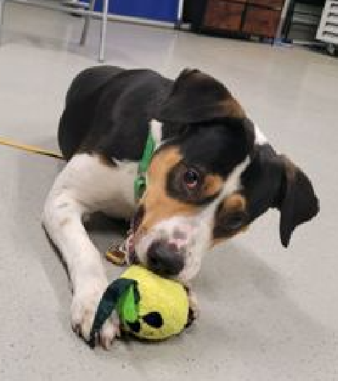 MorgFairsdogs's tweet image. Oreo Pound Cake💔
Listed TBK 5/8 
#RescueOnly #FostersSaveLives 
Friendly affectionate boy
Loves toys &amp;amp; treats 
Needs a calm🏡to relax &amp;amp; be his fun self 
Help OPC 
nycacc.app/#/browse/222175 
#Pledge4Rescue