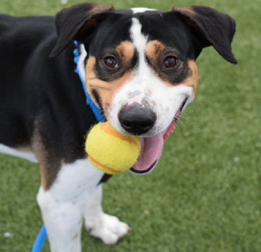 MorgFairsdogs's tweet image. Oreo Pound Cake💔
Listed TBK 5/8 
#RescueOnly #FostersSaveLives 
Friendly affectionate boy
Loves toys &amp;amp; treats 
Needs a calm🏡to relax &amp;amp; be his fun self 
Help OPC 
nycacc.app/#/browse/222175 
#Pledge4Rescue