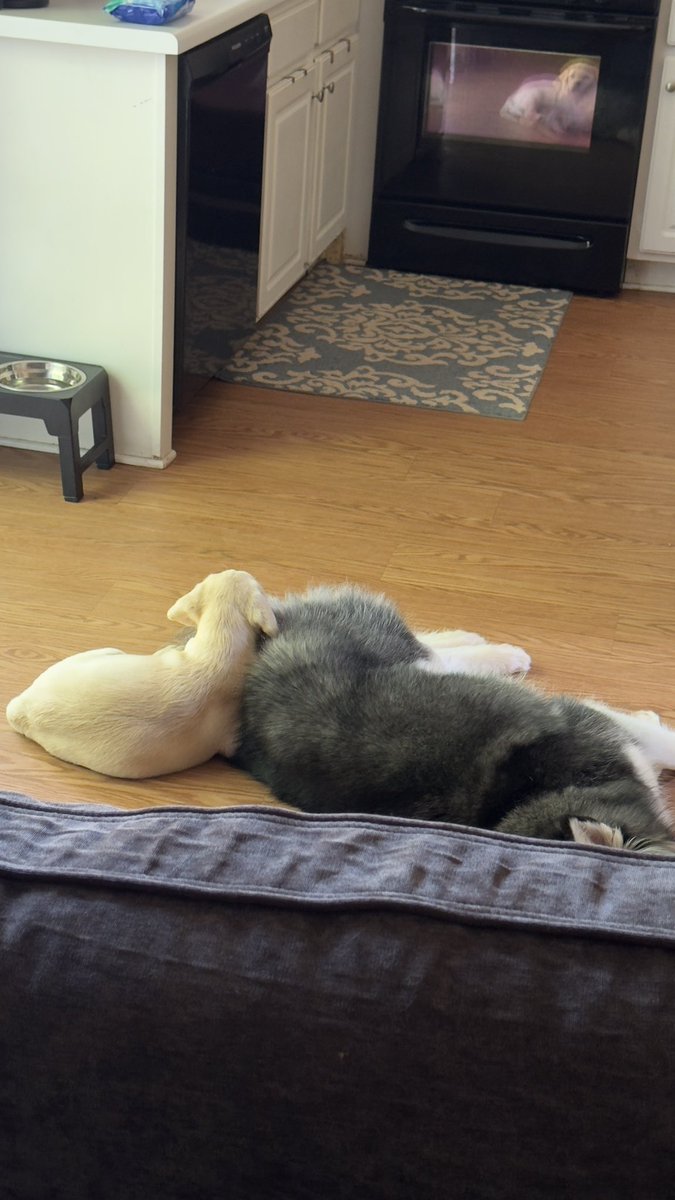 Did I mention I love my dogs