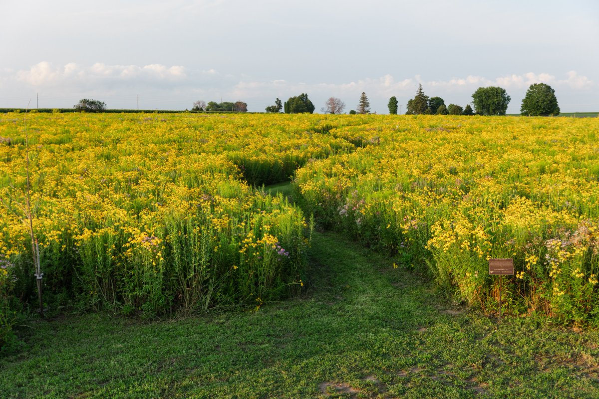 ValentBioSci's tweet image. Celebrate #MothersDay with a stroll through our Jiri-Rita Prairie Park if you’re near Osage, IA. Enjoy wildflowers, local wildlife, scenic views, and a solar field generating over 3 million kWh/year. Open to the public! #Agriculture 

More info: valentbiosciences.com/jiri-rita-prai…