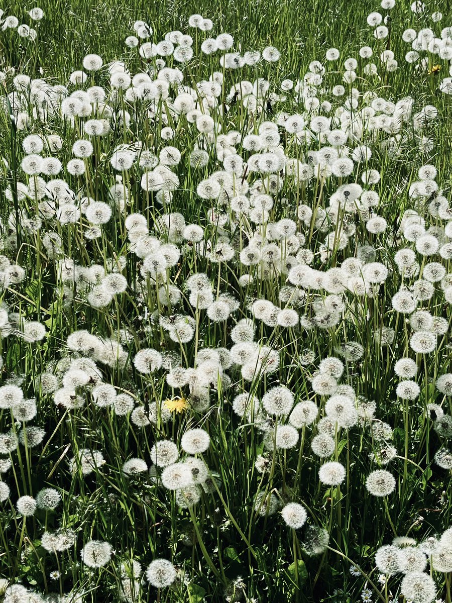 They feed the bees and then the birds; some lucky seed goes on to produce the next generation #Dandelions <a href="/DandelionAppre1/">Dandelion Appreciation Society</a>