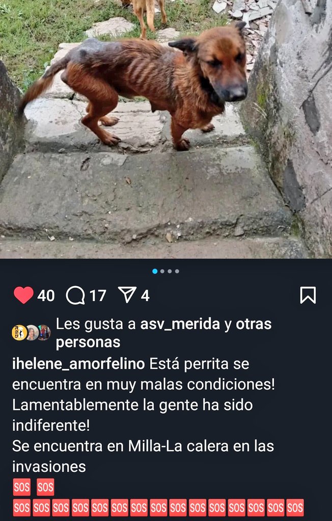 PerroUsuario Wof '•' (@perrousuario) on Twitter photo Esto es URGENTEEEE RP <a href="/Mary_Jar/">🟣Mary X 🐕🐈</a>: Urgente! 🚨
📍Mérida. Peludita en terribles condiciones. Se requiere rescate, por favor. Esto es URGENTEEEE RP <a href="/Mary_Jar/">🟣Mary X 🐕🐈</a>: Urgente! 🚨
📍Mérida. Peludita en terribles condiciones. Se requiere rescate, por favor.