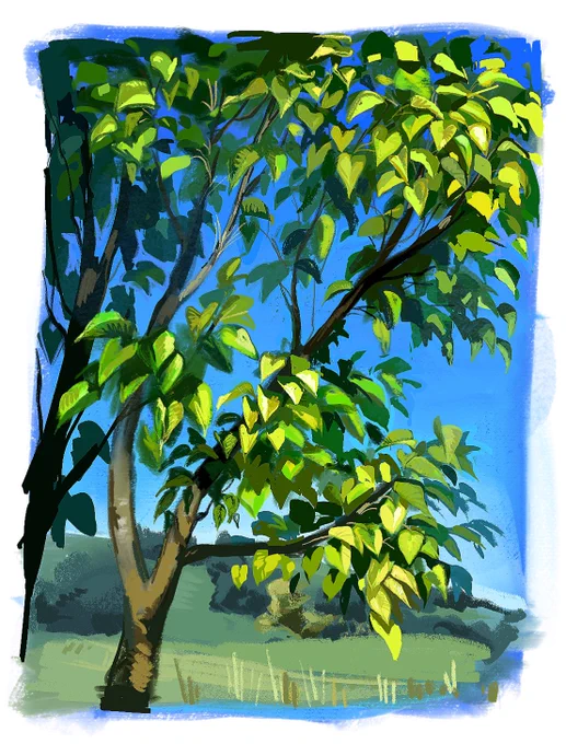 Pear tree in spring