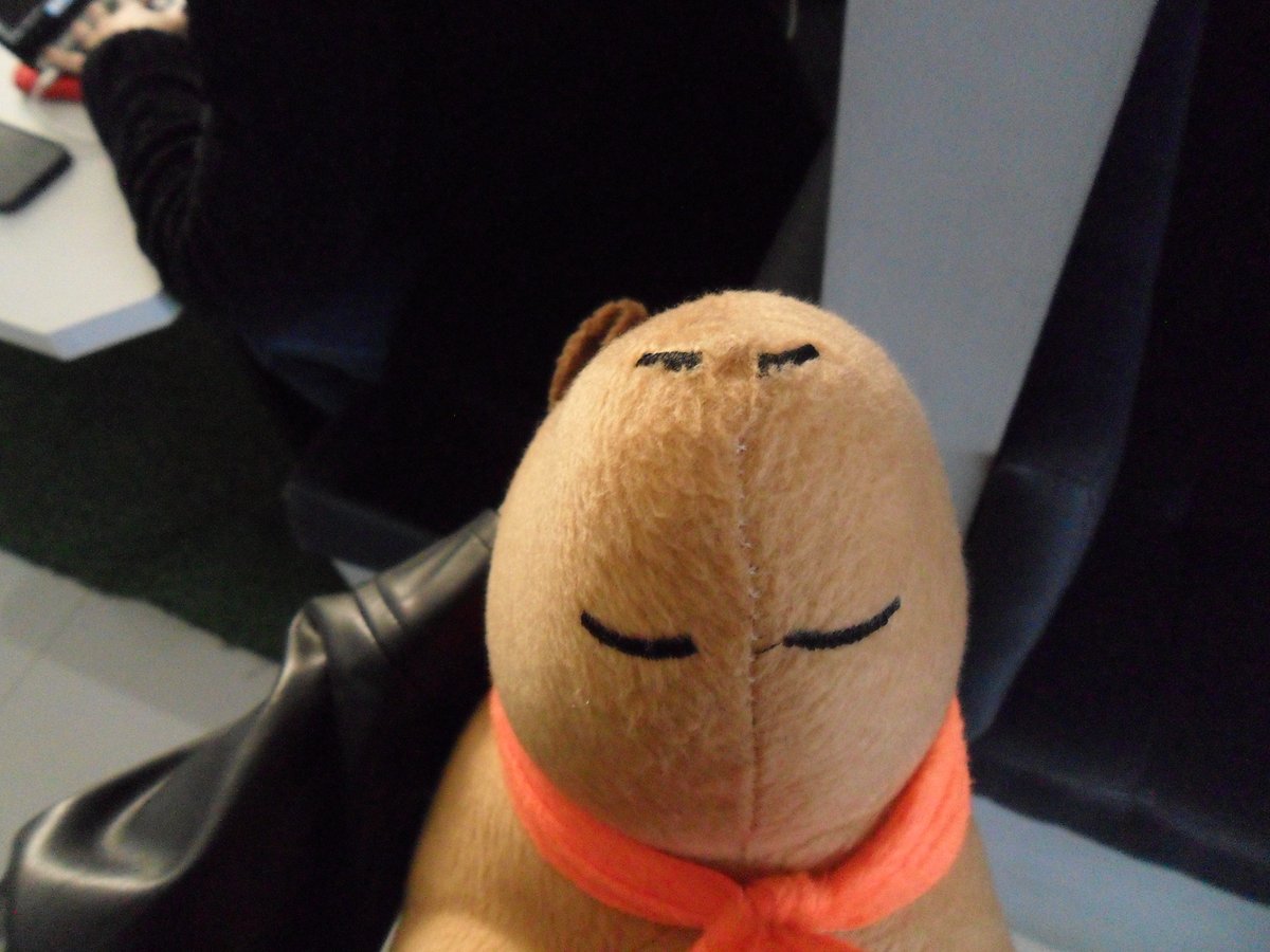 agenciamassi's tweet photo. Ah, nunca apresentamos ela para vocês, a Capi, nossa mascote da Shopee hihihi - uma querida! 

Bem-vinda Capi ao nosso lar <3 https://t.co/6FqRRCQQL8