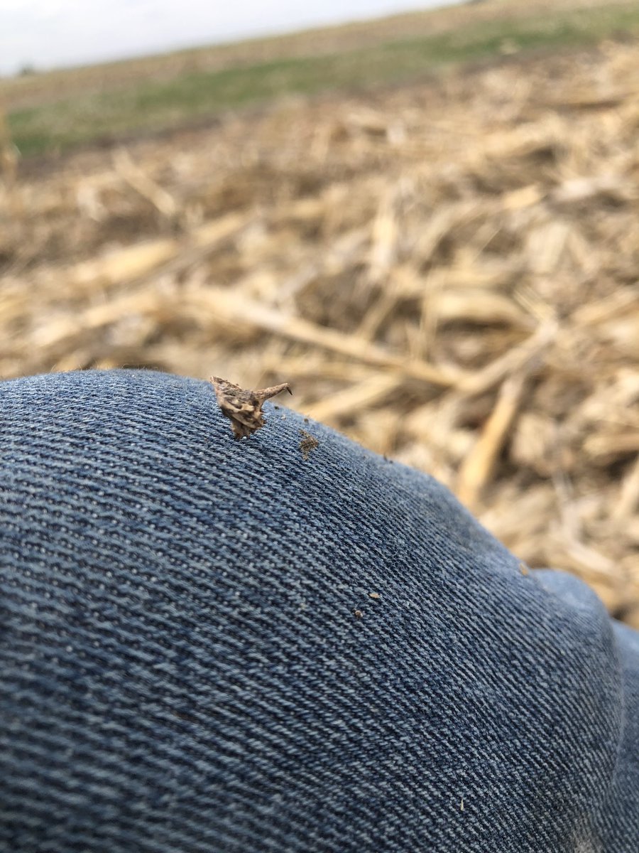 My math teacher always said hate is a very strong word. These qualify.