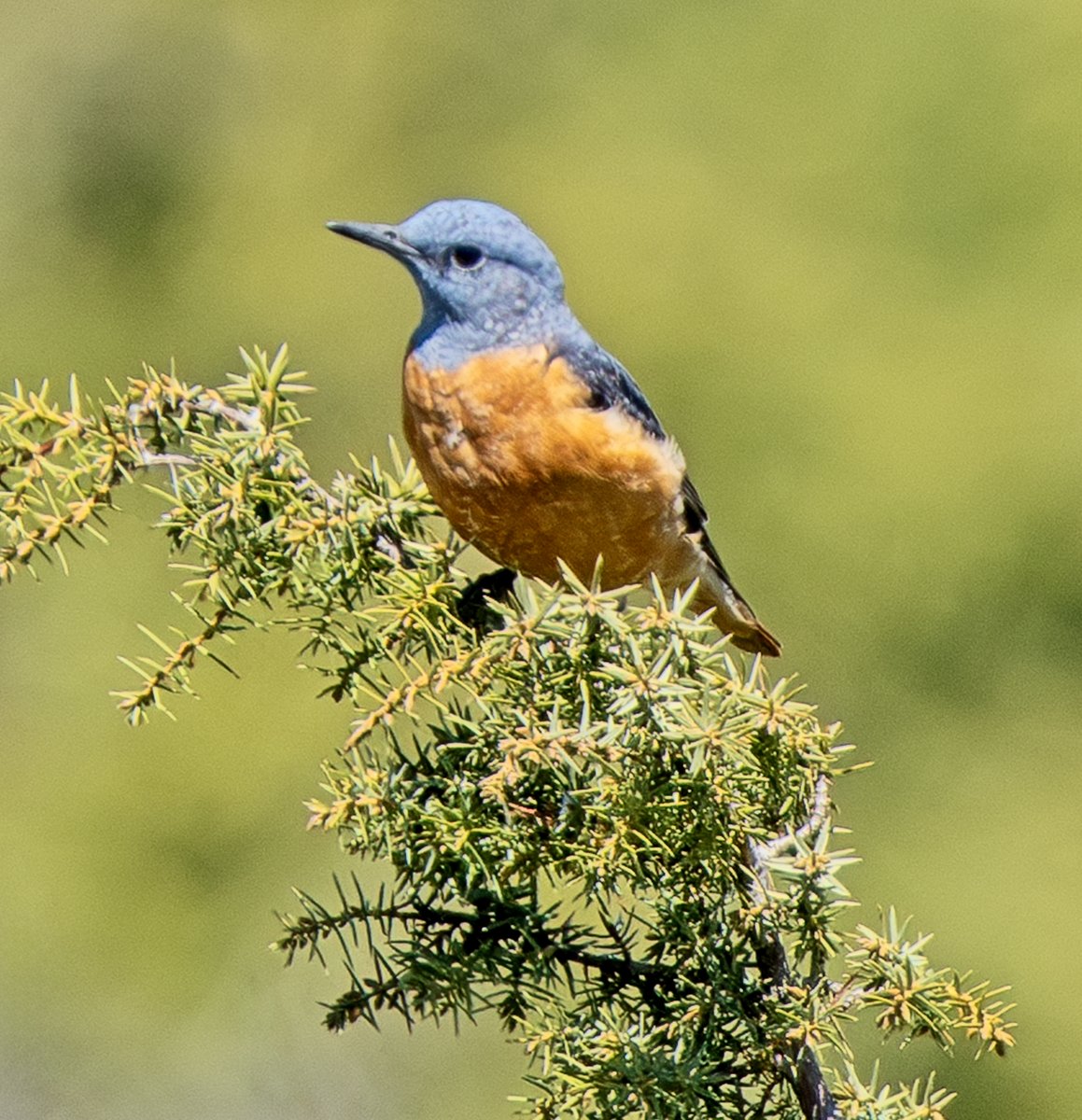 Albania - fascinating tour concludes. Great Balkan birding in coastal wetlands, unspoiled pastoral lowlands and stunning mountains.   Wonderful hospitality. 

Photo: Rufous-tailed Rock-thrush