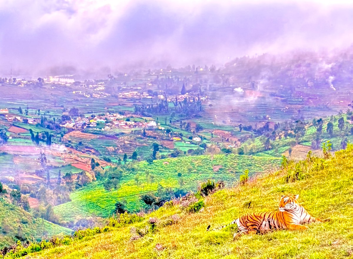 Tiger in Town
Robin Darius Conz
#TigerTuesday