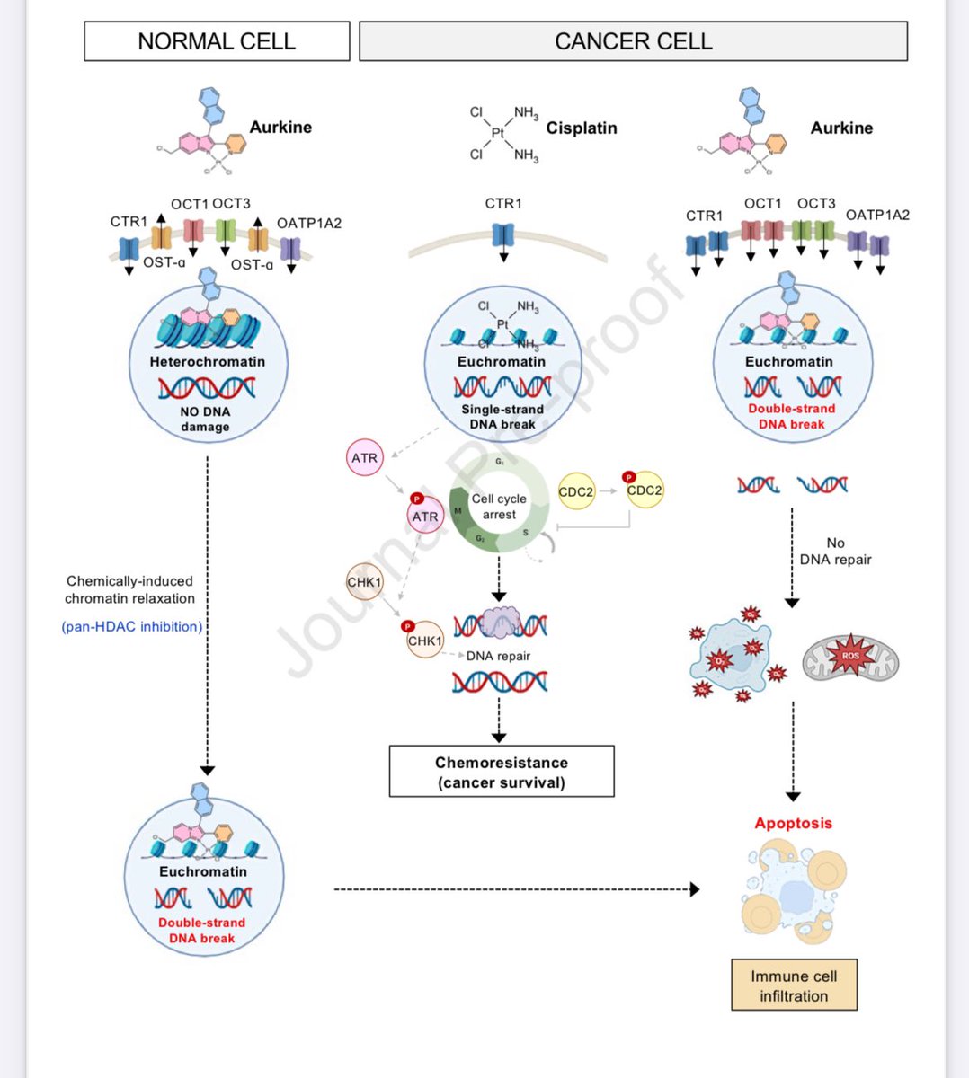 Erman Akkus (@erman_akkus) on Twitter photo 🧪New platinum derivatives "Aurkine 16 and 18"
<a href="/JHepatology/">Journal of Hepatology</a> <a href="/JesusMBanales/">Jesus Bañales</a> <a href="/PrecisionBTCnet/">Precision-BTC-Network</a>
✅Selectively target DNA in cancer cells
✅Both naïve and cisplatin-resistant CCA
✅Greater efficacy than cisplatin
✅No evident systemic toxicity
❗️Potential to be a breakthrough, 🧪New platinum derivatives "Aurkine 16 and 18"
<a href="/JHepatology/">Journal of Hepatology</a> <a href="/JesusMBanales/">Jesus Bañales</a> <a href="/PrecisionBTCnet/">Precision-BTC-Network</a>
✅Selectively target DNA in cancer cells
✅Both naïve and cisplatin-resistant CCA
✅Greater efficacy than cisplatin
✅No evident systemic toxicity
❗️Potential to be a breakthrough,