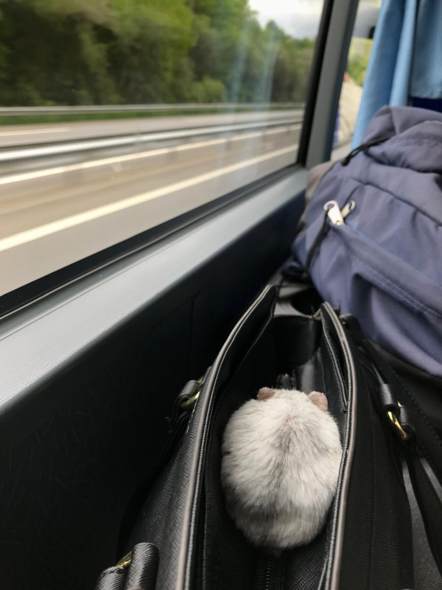 AdamDingman's tweet photo. @charliersmith1 Last one is a friend's hedgehog who goes on roadtrips with them. https://t.co/e9W4hW3h1B