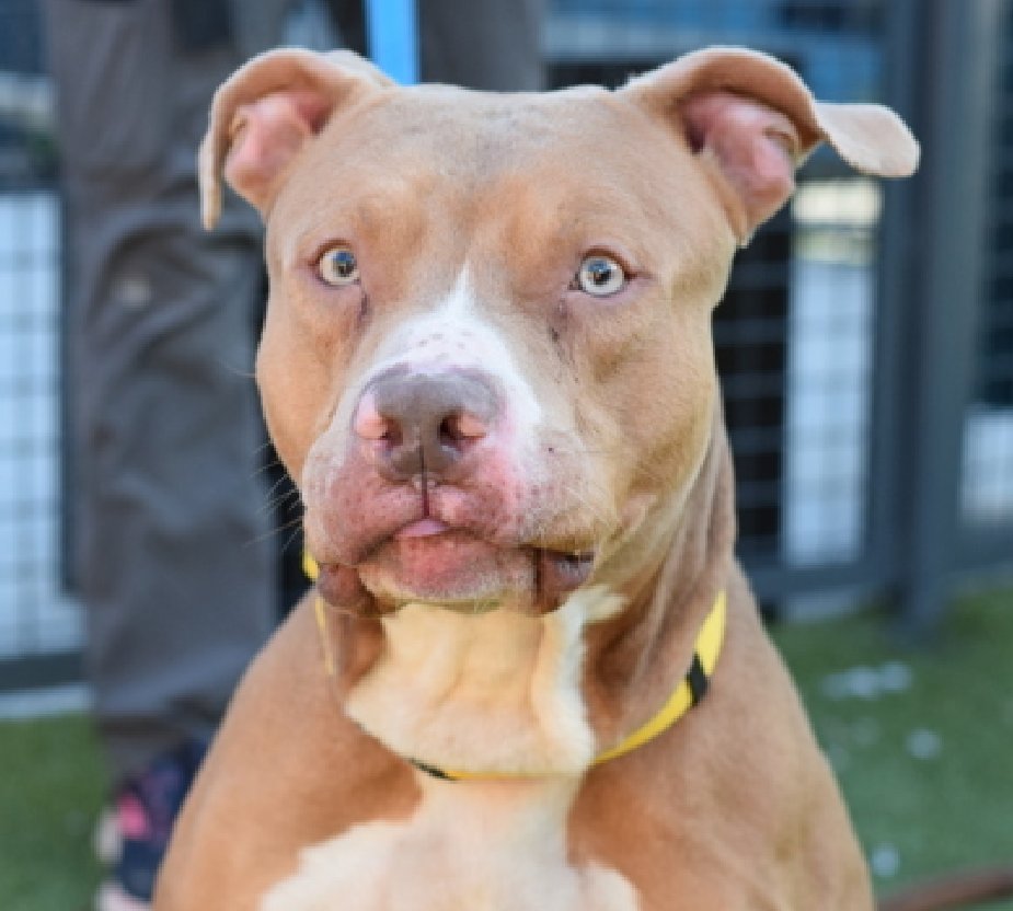 MorgFairsdogs's tweet image. Franklin Saint💔 
Listed TBK 5/28 
#RescueOnly #FostersSaveLives 
Playful, engaging &amp;amp; affectionate 
Had a conflict w/ teenage who abused him, loved the younger sibling 
Franklin prefers calm, may startle w/ loud noises
Solo dog  
nycacc.app/#/browse/224895 
#Pledge4Rescue