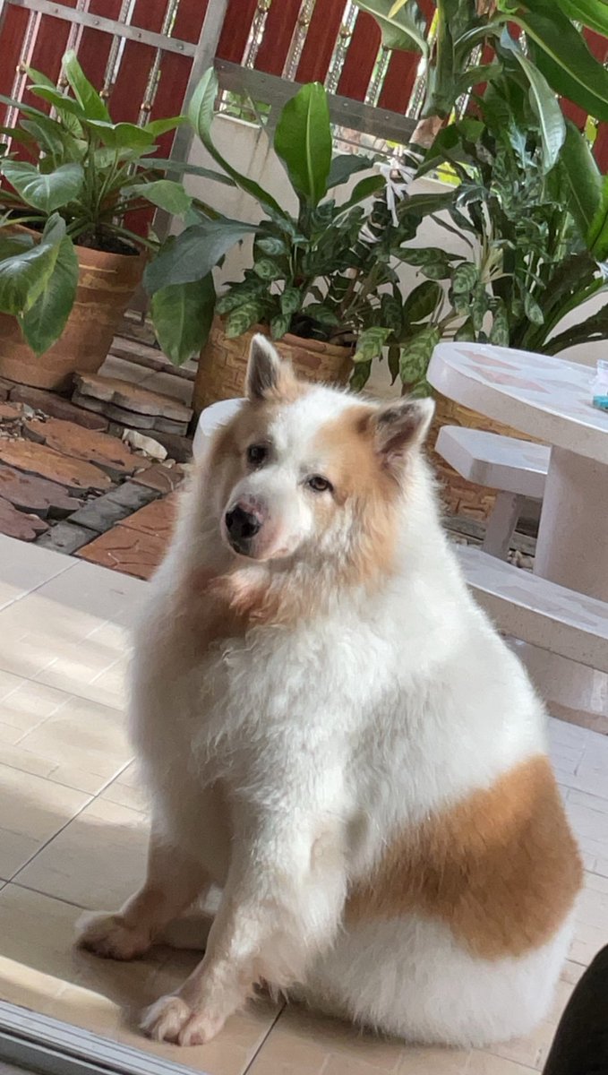 หนูมาลีมีลูกแมวเหมี้ยว tweet media