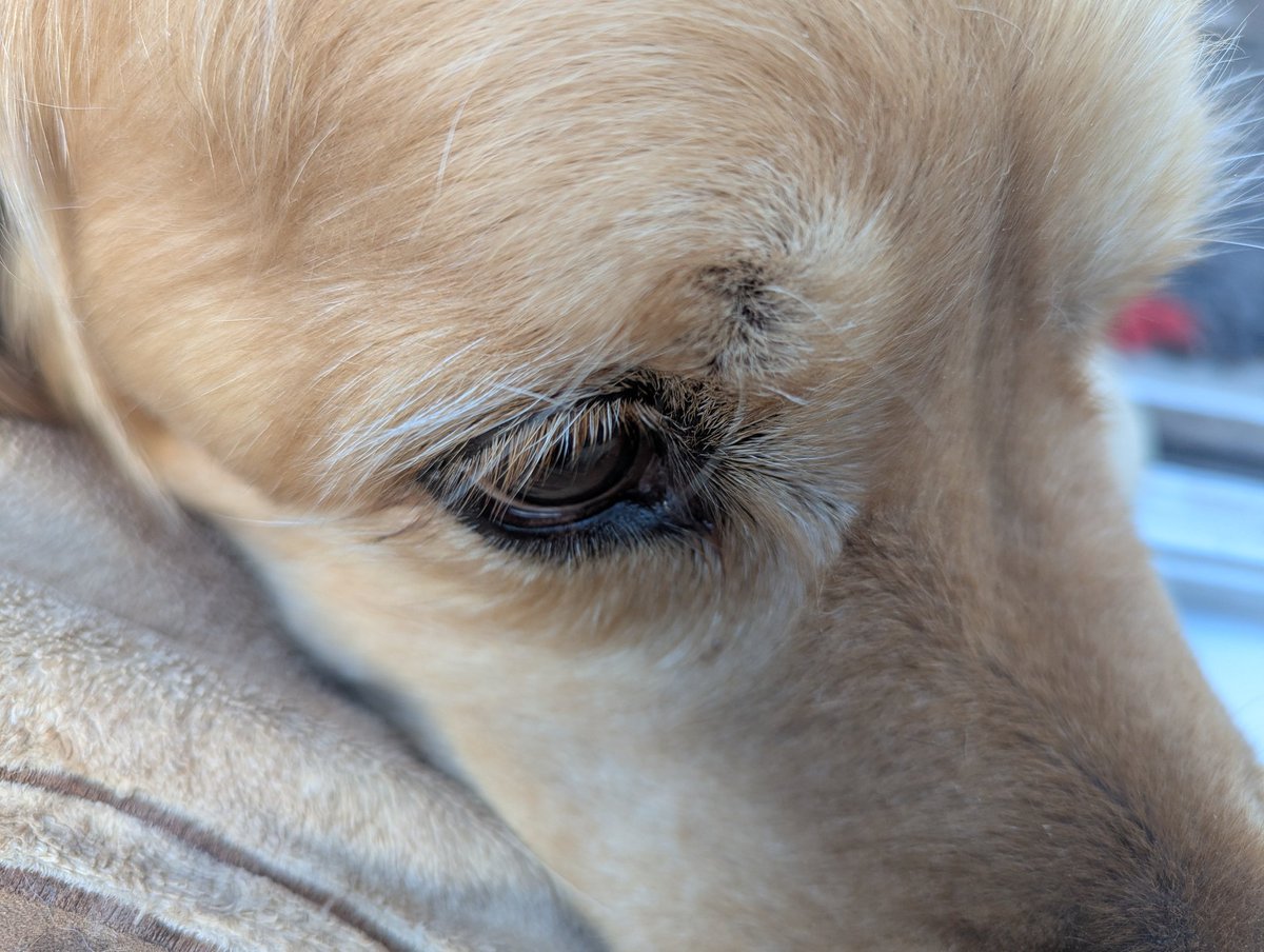 Mum is obsessed with me as it is and she didn't think it was possible I could get anymore handsome but today she's noticed my white eyelashes 🥹🥰