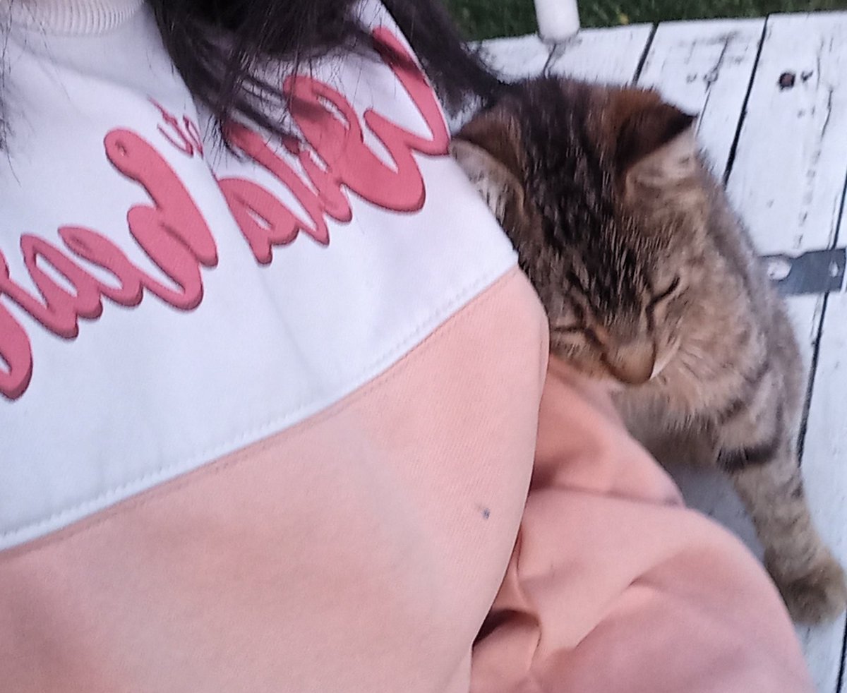 Sizin böyle kolunuza yaslanan bir kediniz var mı? 🥺