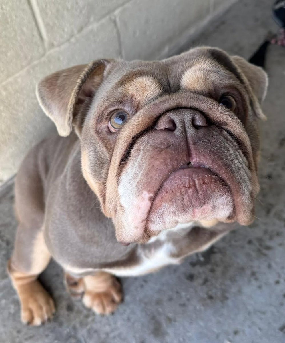 Please retweet, appeal from small registered charity for Poppy #Yorkshire #UK 
We honestly cannot believe this 😭 Our heart really does break for poor POPPY - she just can’t catch a break 💔🎀 Her BOAS procedure was a big success 🎀 her treatment for her haemolytic anaemia is