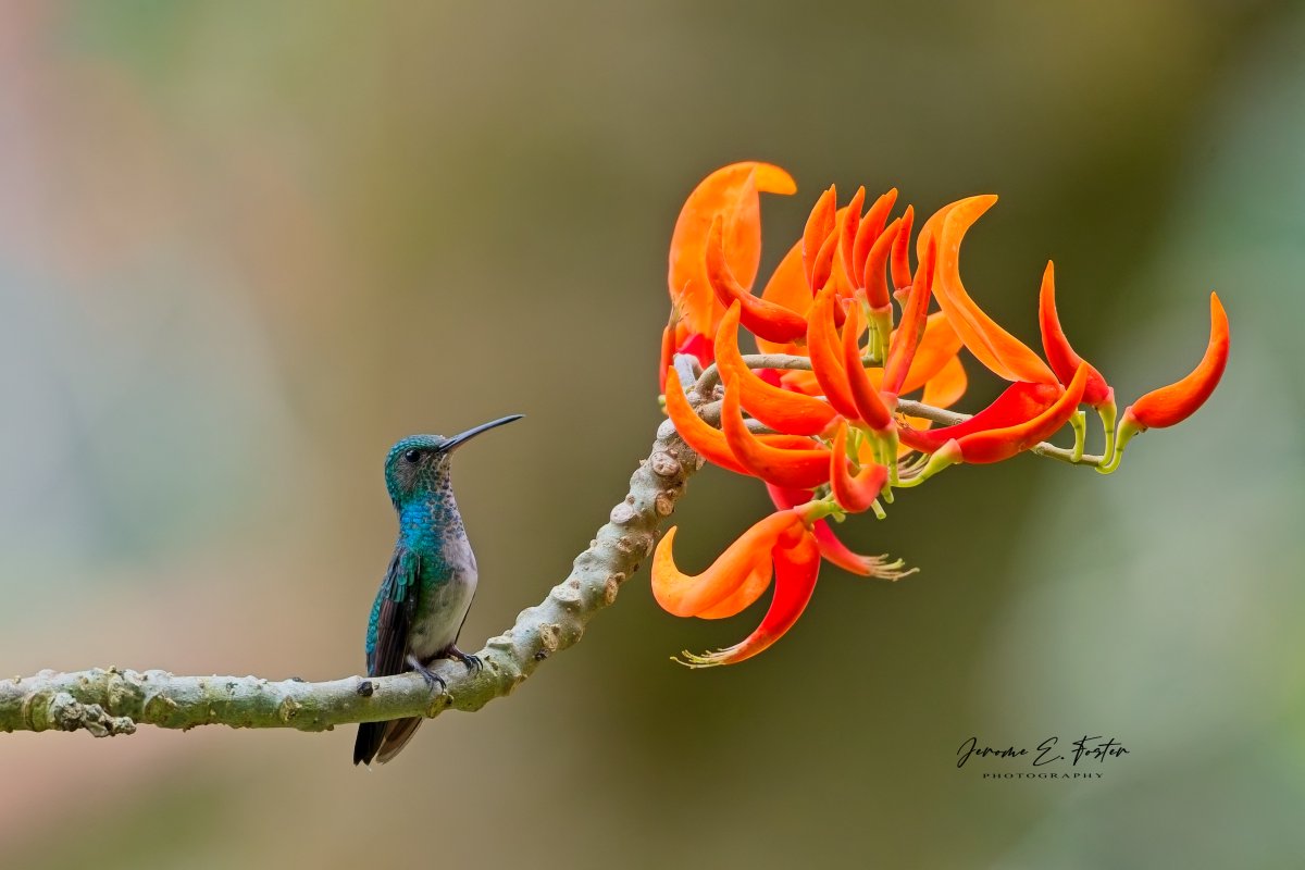 buggyfresh78's tweet photo. "At My Post!" - A female Blue-chinned #sapphire #hummingbird keeps a careful watch over these blooming #Immortelle flowers. There'll be no sharing today! Madamas Road, #Trinidad.
.
.
.
#Birds #birdwatching #wildlife #animals #birdphotography #caribbean #BirdsSeenIn2025 https://t.co/25TpzFVjIf