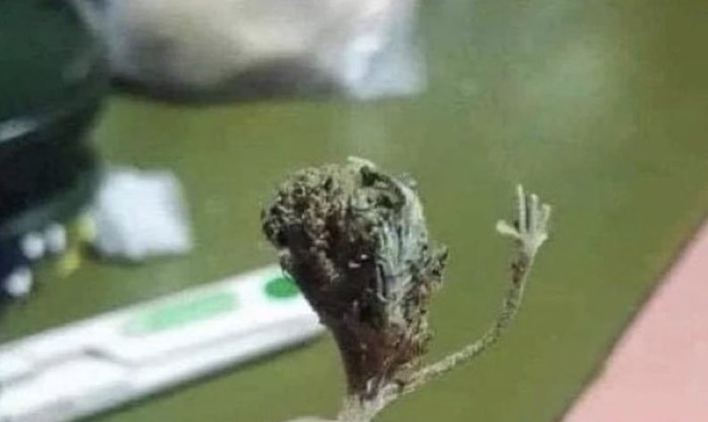 yo: hoy no fumo  
el cogollo re copado pasando a saludar