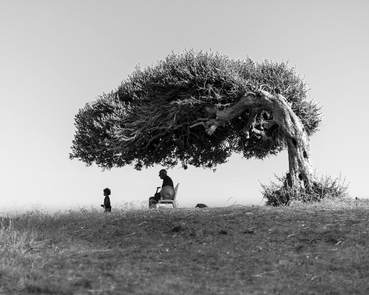 the tree of life, skander khlif