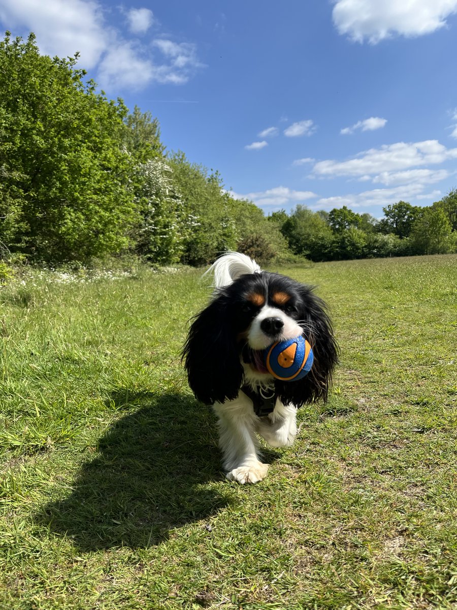 BenjieBaby3's tweet photo. Well Blenheim was lovely but who needs grand palaces and parks when I have my old familiar running field and a ball ☺️#HappyToBeHome https://t.co/7XD3bHgcGY