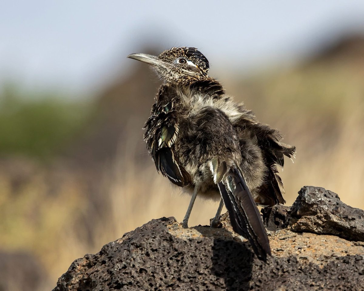 To keep warm a chilly morning, roadrunners will stand with their backs toward the sun and raise their feathers to expose their heat absorbent dark skin and do a little sunbathing.

NPS Photo / Daniel Leifheit

#petroglyphnationalmonument #nationalparkservice #roadrunner