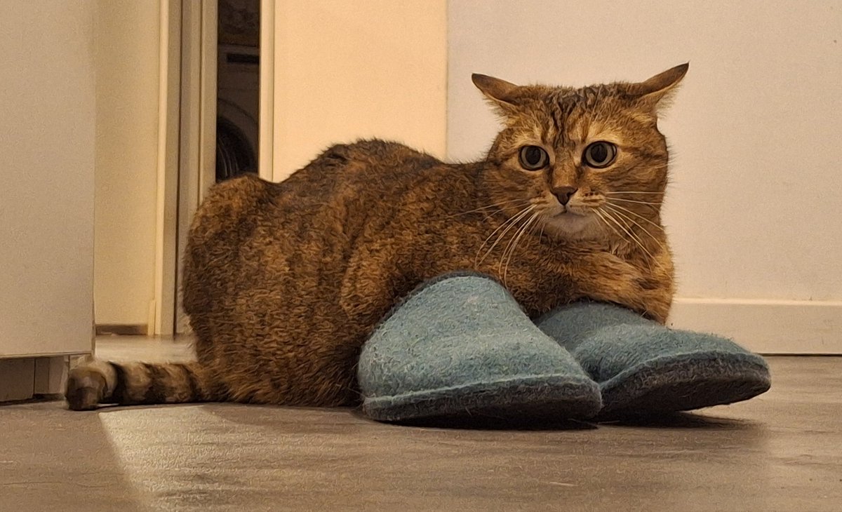 So this is my cat