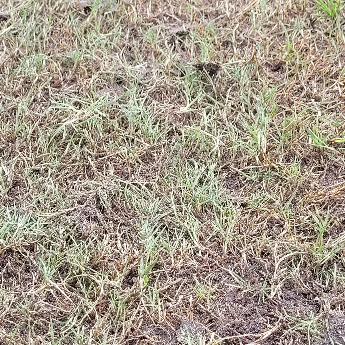 Nick Lievense tweet media