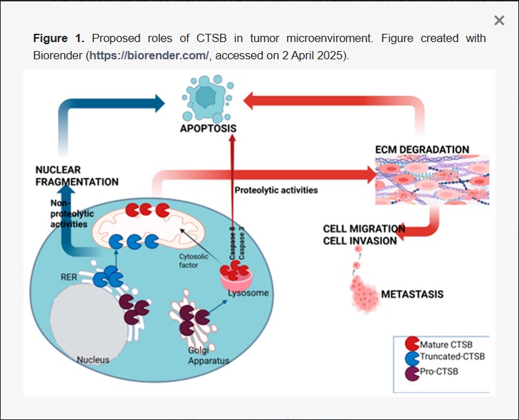 Take a look at our newly published manuscript👇🧐

"Cathepsin B: #Plasma Expression and Concentration in Non-Hodgkin #lymphoma  Patients"

mdpi.com/2673-6357/6/2/…

#CathepsinB #nonHodgkinlymphoma