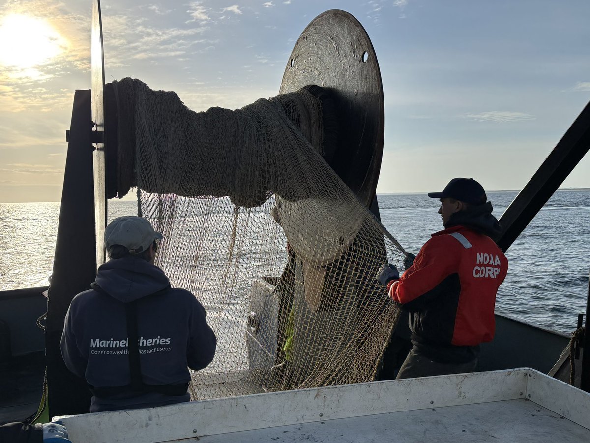 Had a great day working on the <a href="/MassDMF/">MA Division of Marine Fisheries</a> inshore trawl survey today in Cape Cod Bay. Big thanks to the DMF scientists and RV Gloria Michelle crew
