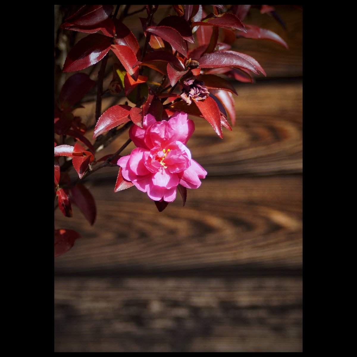 kikutaroid's tweet photo. 記録
#街歩き
#scene
#花 #flower
#植物 #plants
#路傍 #roadside
#sony #sonynex6 #nex6 #e_mount #apsc
#tamron #tamronsp #tamronwidezoom #sp2448f3538widezoom #13a #adaptall2 #zoomlens #mflens #oldlens
#tamron_amountadapter #laea2
#lightlyretouched
#snapseedapp https://t.co/UvSBFIgjzU